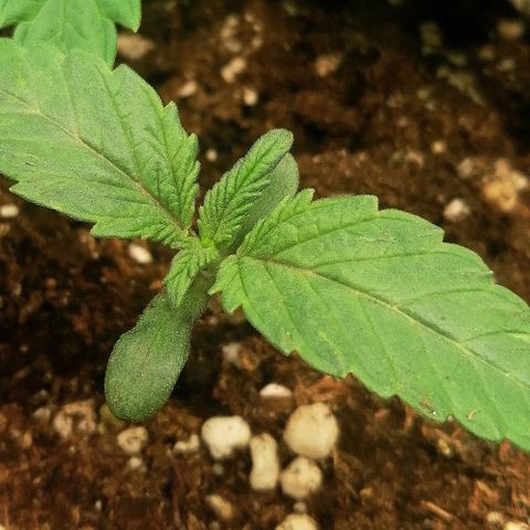Aisha II growlog timeline photo