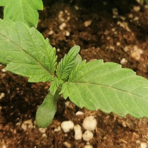 Aisha II growlog timeline photo