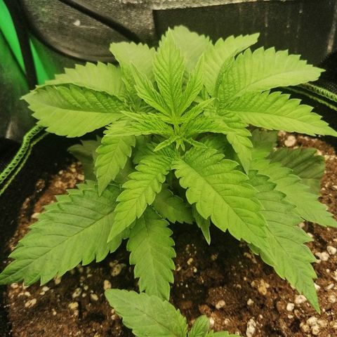 Aisha growlog timeline photo