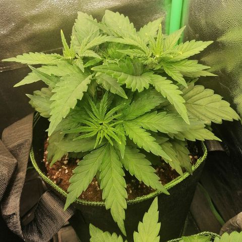 Tiana growlog timeline photo