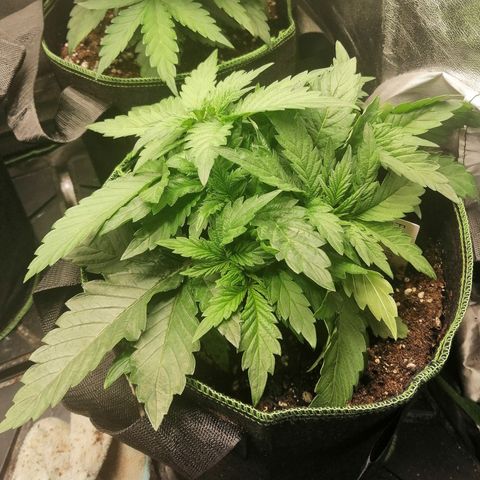 Kilmani growlog timeline photo