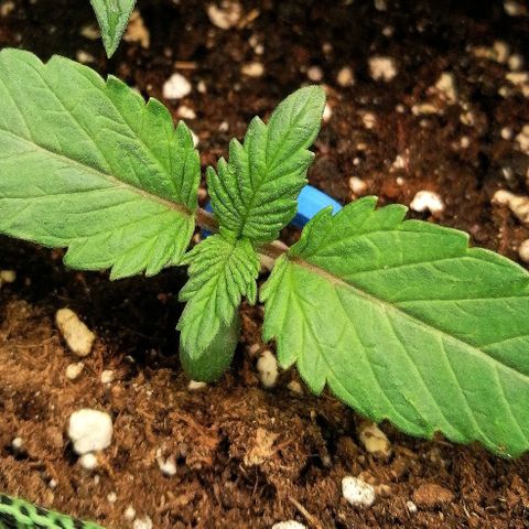 Aisha II growlog timeline photo