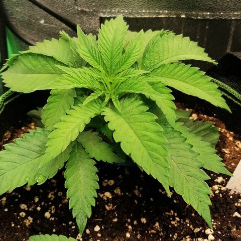 Aisha growlog timeline photo