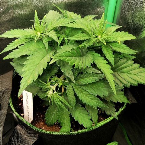 Tiana growlog timeline photo