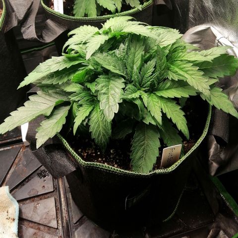Kilmani growlog timeline photo