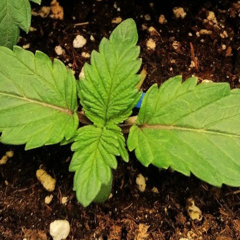 Aisha II growlog timeline photo