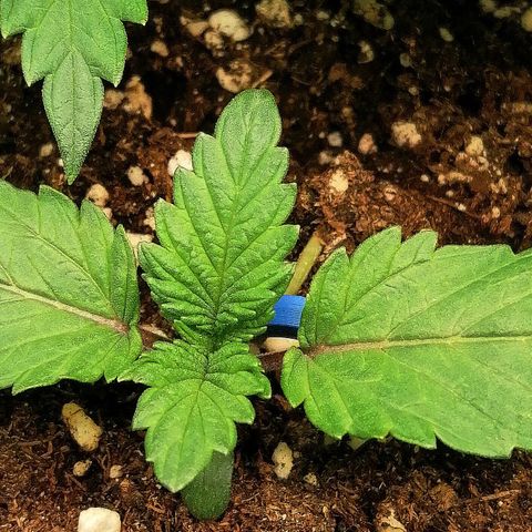 Aisha II growlog timeline photo