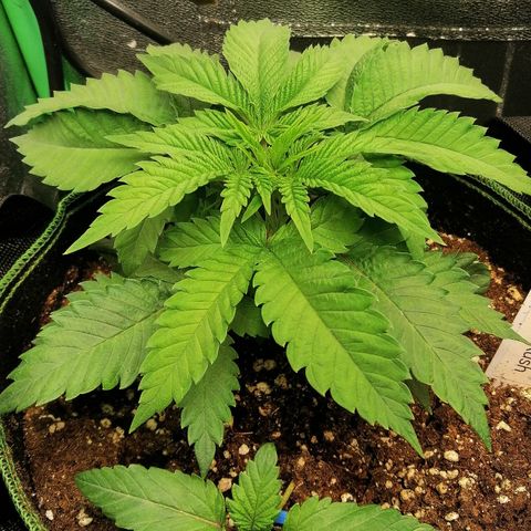 Aisha growlog timeline photo