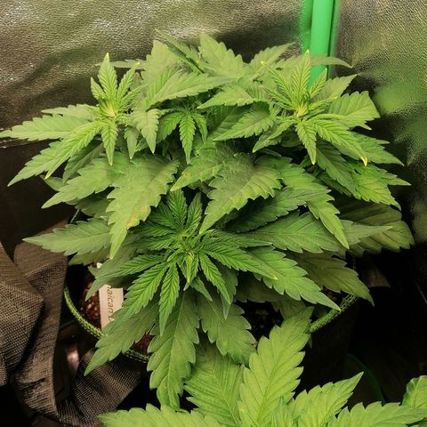 Tiana growlog timeline photo