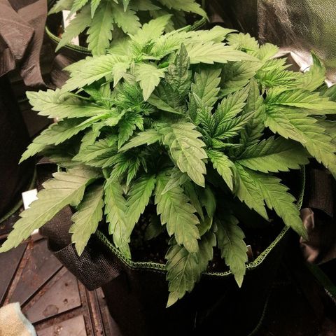 Kilmani growlog timeline photo