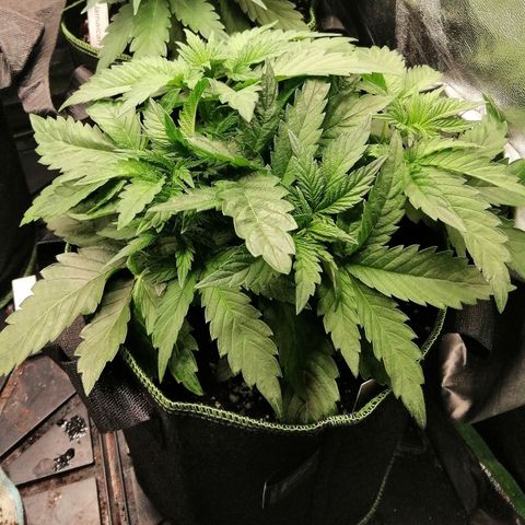 Kilmani growlog timeline photo