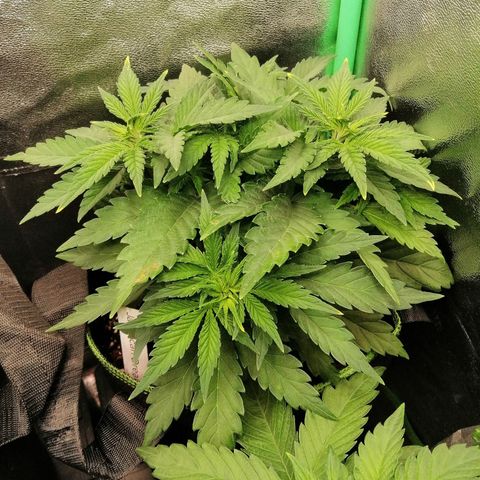 Tiana growlog timeline photo