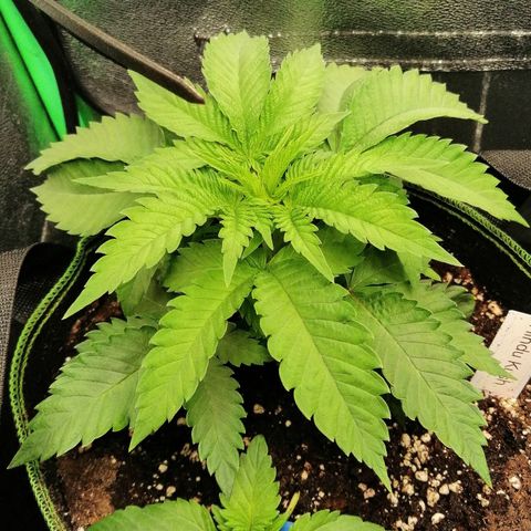 Aisha growlog timeline photo