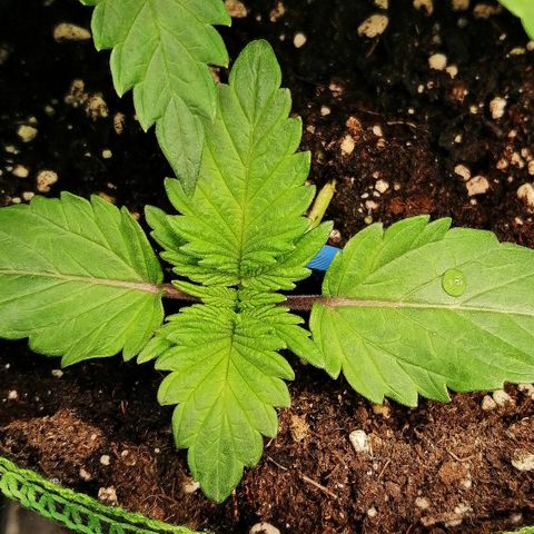 Aisha II growlog timeline photo