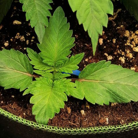 Aisha II growlog timeline photo