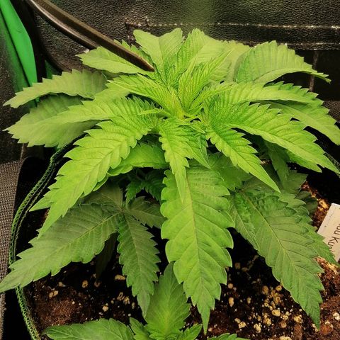 Aisha growlog timeline photo