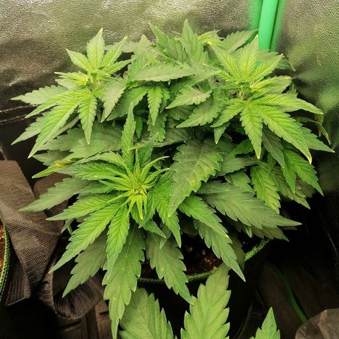 Tiana growlog timeline photo
