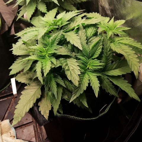 Kilmani growlog timeline photo