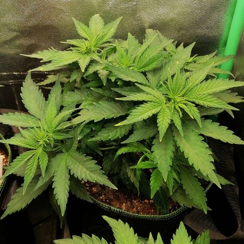 Tiana growlog timeline photo