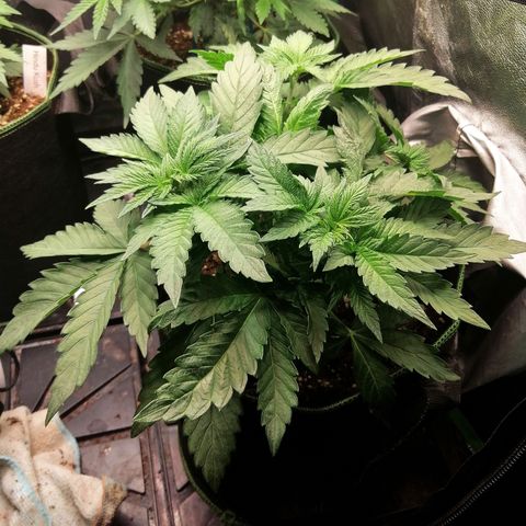 Kilmani growlog timeline photo