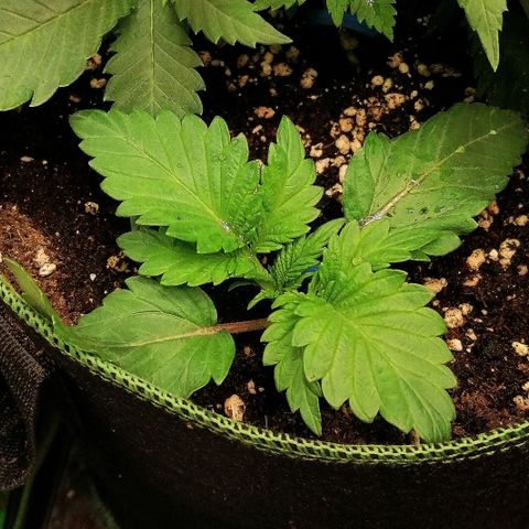 Aisha II growlog timeline photo