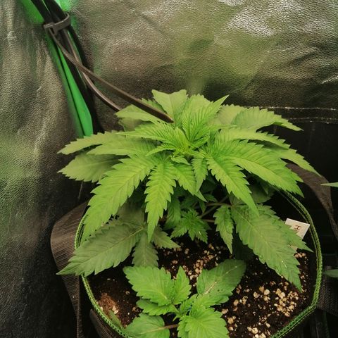 Aisha growlog timeline photo