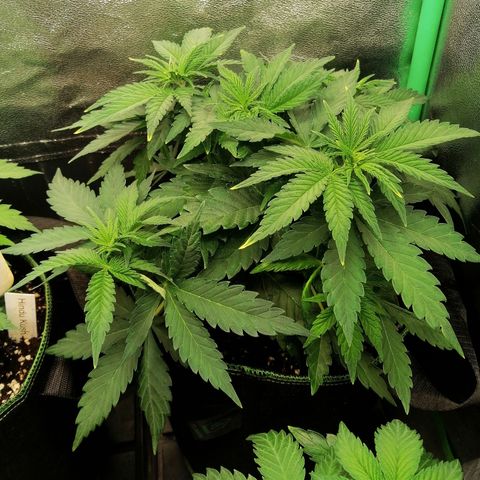 Tiana growlog timeline photo