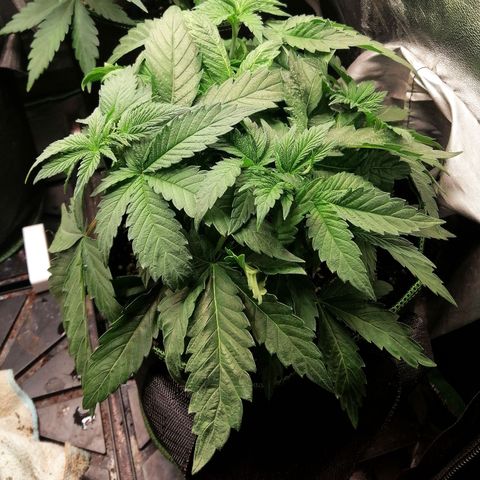 Kilmani growlog timeline photo