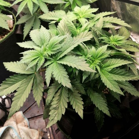 Kilmani growlog timeline photo