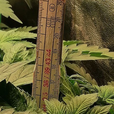 Kilmani growlog timeline photo