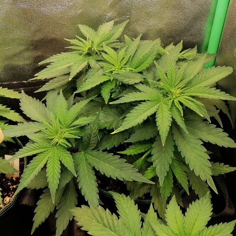 Tiana growlog timeline photo