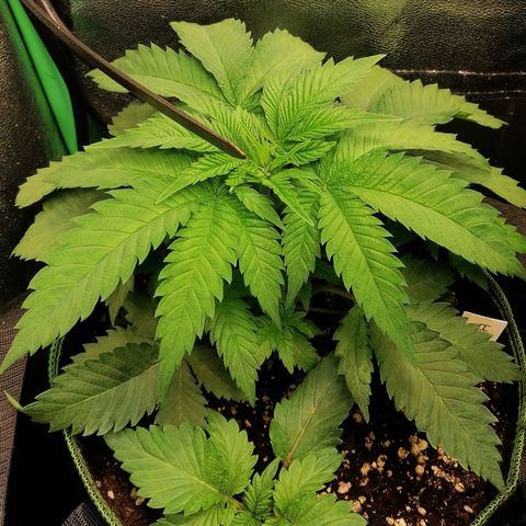 Aisha growlog timeline photo