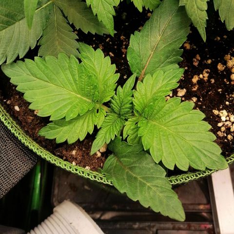 Aisha II growlog timeline photo