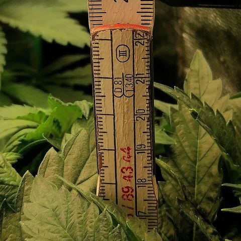 Kilmani growlog timeline photo