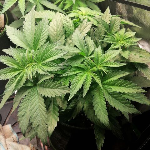 Kilmani growlog timeline photo