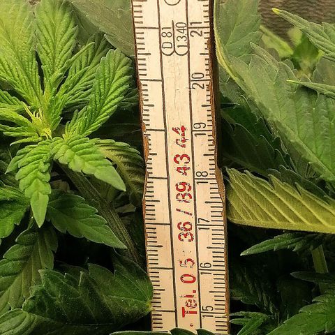 Tiana growlog timeline photo