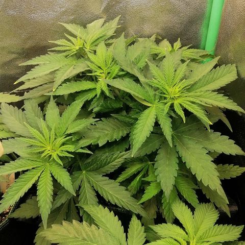 Tiana growlog timeline photo