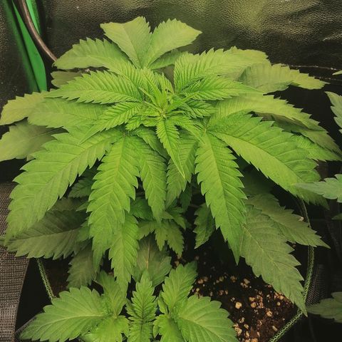 Aisha growlog timeline photo