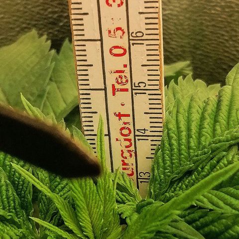Aisha growlog timeline photo