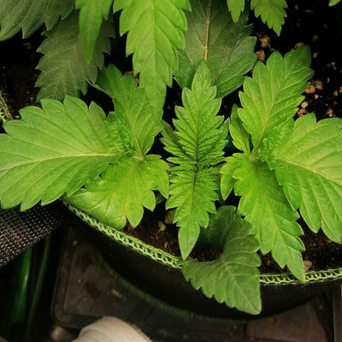 Aisha II growlog timeline photo
