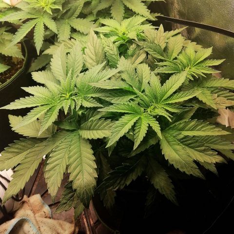 Kilmani growlog timeline photo