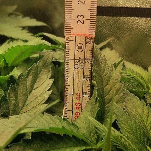 Kilmani growlog timeline photo