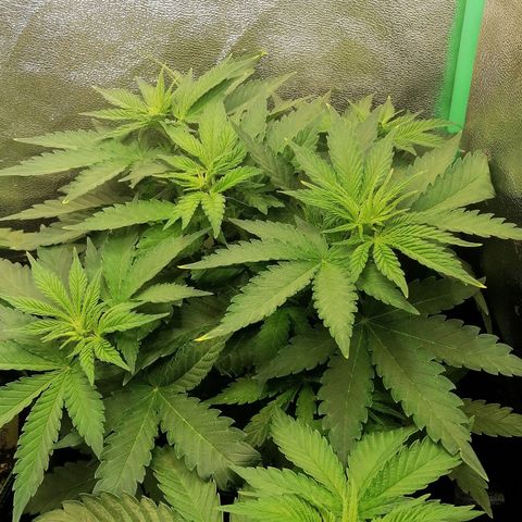 Tiana growlog timeline photo