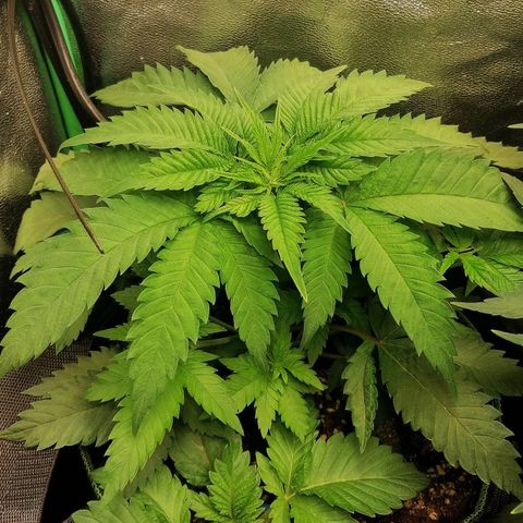 Aisha growlog timeline photo