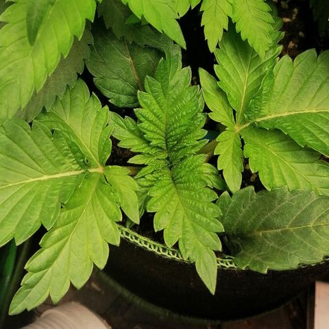 Aisha II growlog timeline photo