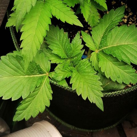 Aisha II growlog timeline photo