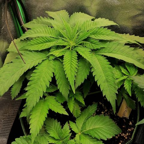 Aisha growlog timeline photo