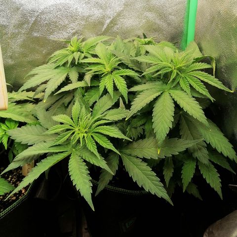 Tiana growlog timeline photo