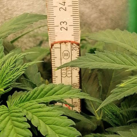 Tiana growlog timeline photo