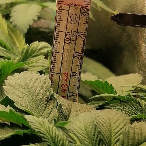 Kilmani growlog timeline photo